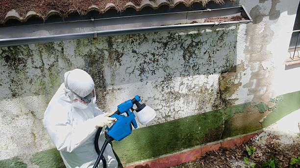 Trusted Mold Remediation service in Glen Ridge, NJ - Cheap Mold Removal